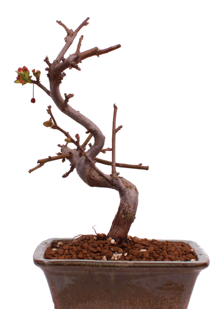 Bonsai - Malus toringo var. sargentii - Japanischer Zierapfel 228/01