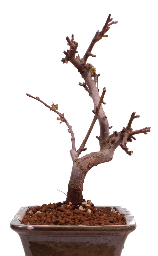 Bonsai - Malus toringo var. sargentii - Japanischer Zierapfel  228/01