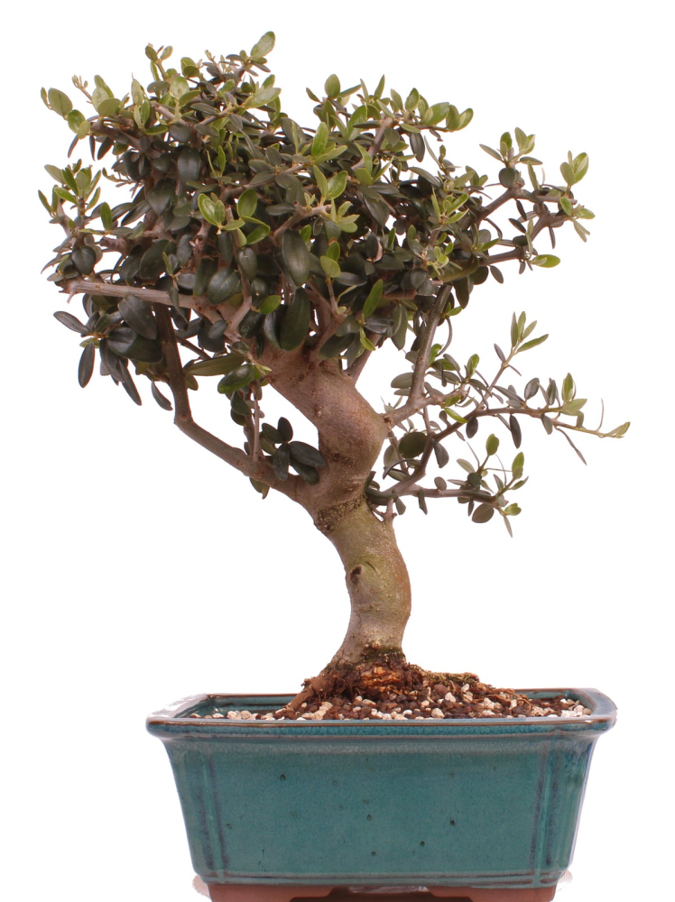 Bonsai - Olea europaea Sylvestris - Wild-Olive 228/02