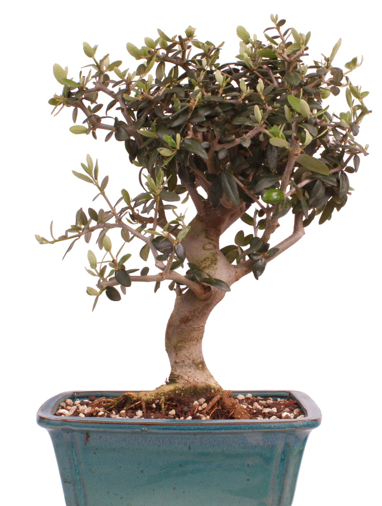 Bonsai - Olea europaea Sylvestris - Wild-Olive 228/02