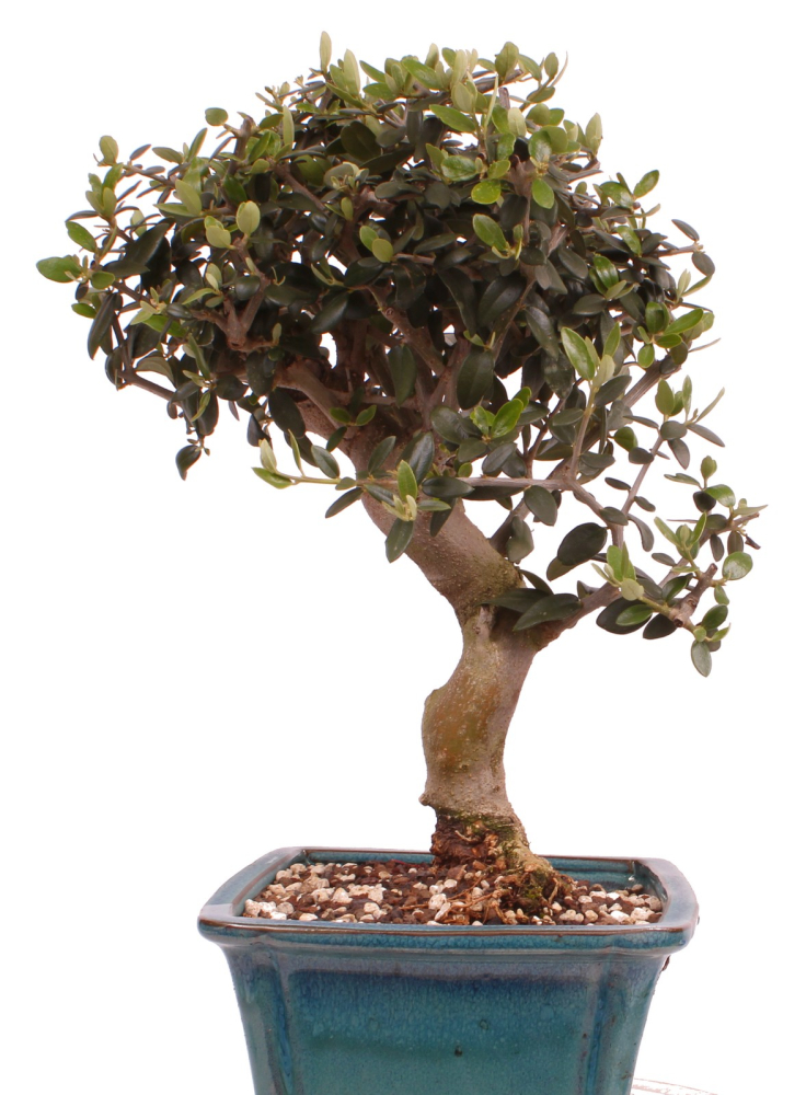 Bonsai - Olea europaea Sylvestris - Wild-Olive 228/02