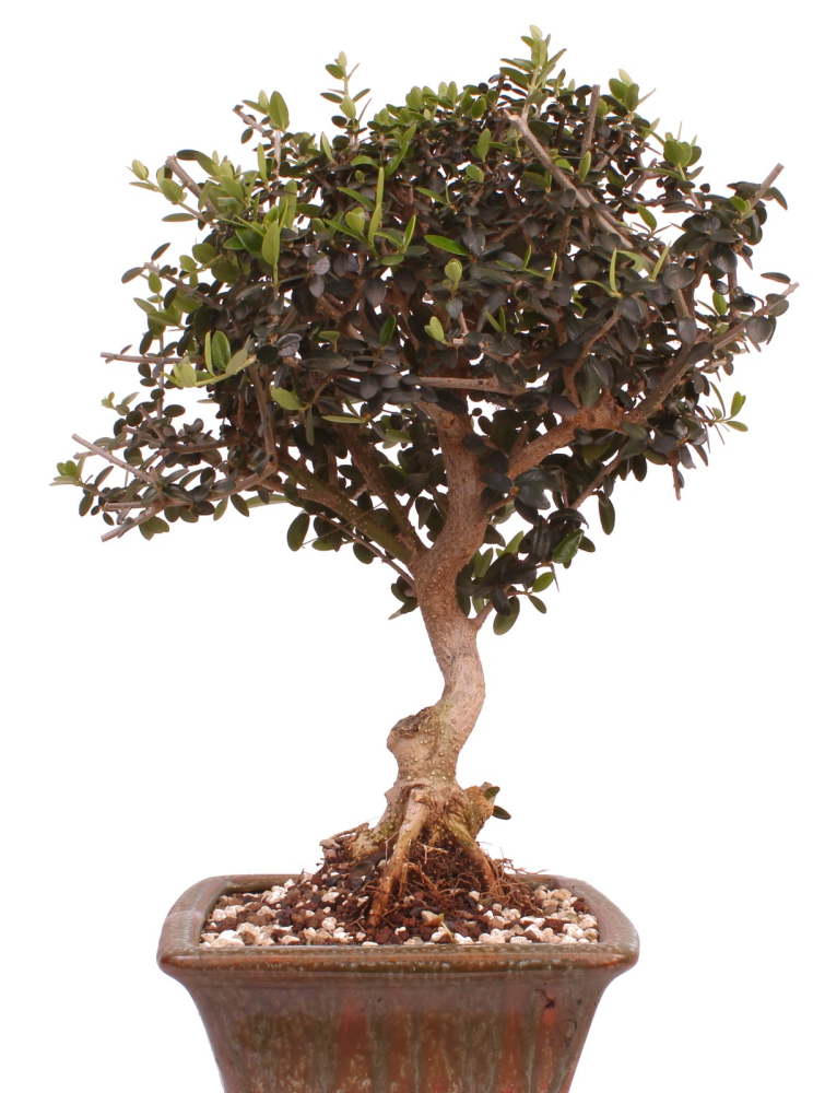 Bonsai - Olea europaea Sylvestris - Wild-Olive 228/03