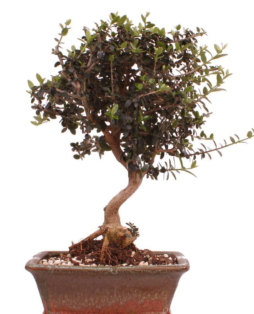 Bonsai - Olea europaea Sylvestris - Wild-Olive 228/03