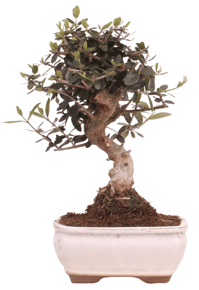 Bonsai - Olea europaea Sylvestris - Wild-Olive 228/04