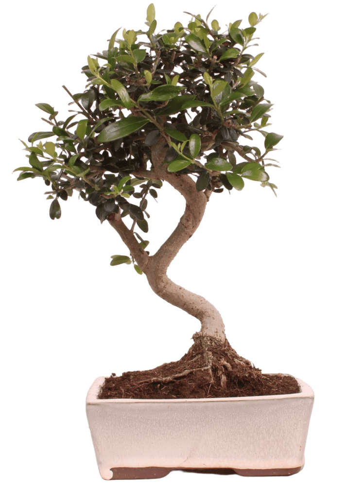 Bonsai - Olea europaea Sylvestris - Wild-Olive 228/05