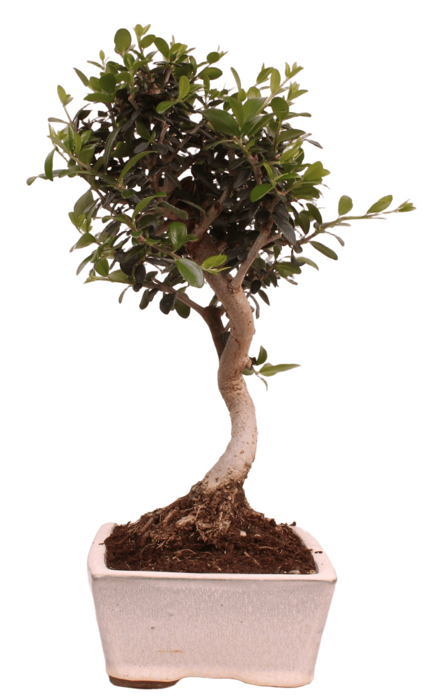 Bonsai - Olea europaea Sylvestris - Wild-Olive 228/05