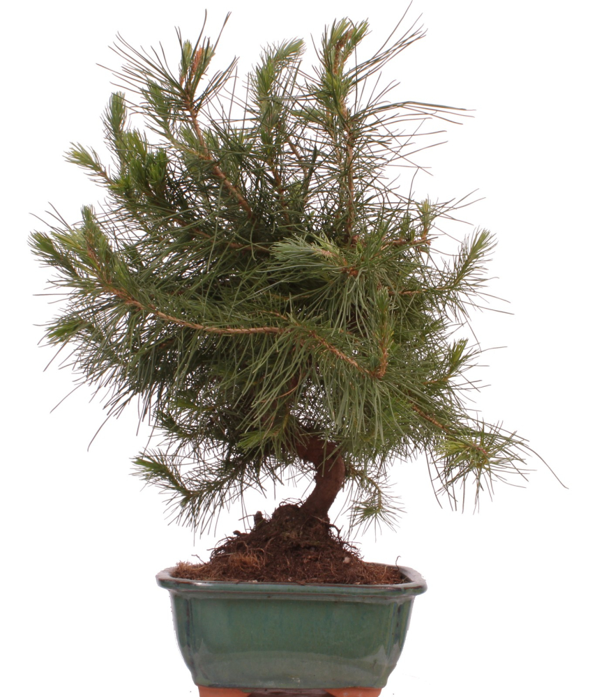 Bonsai - Pinus halepensis - Aleppo Kiefer 228/06