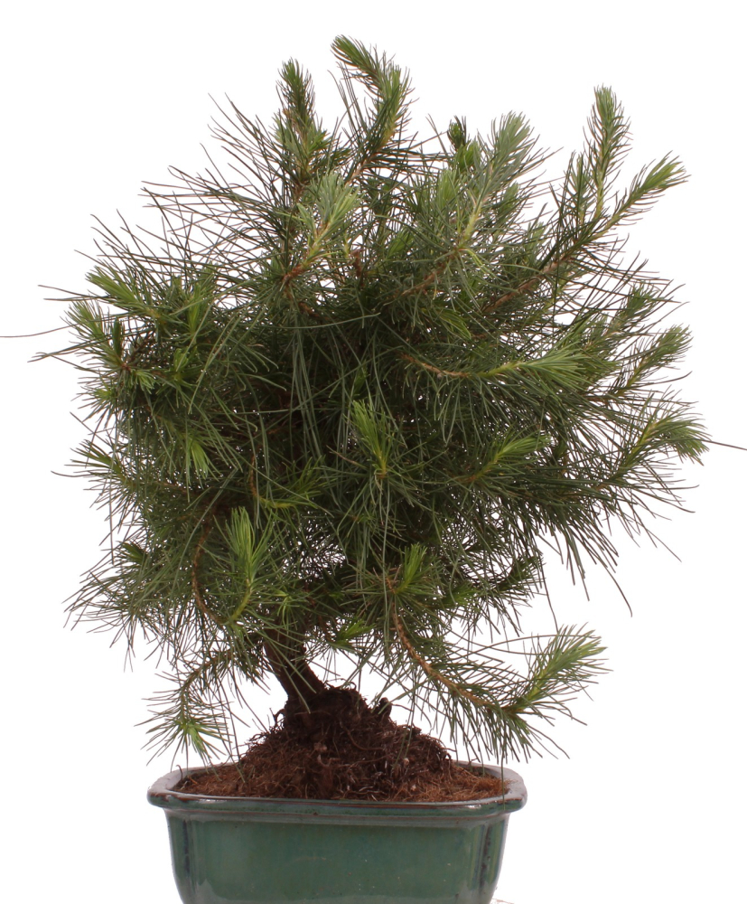 Bonsai - Pinus halepensis - Aleppo Kiefer 228/06