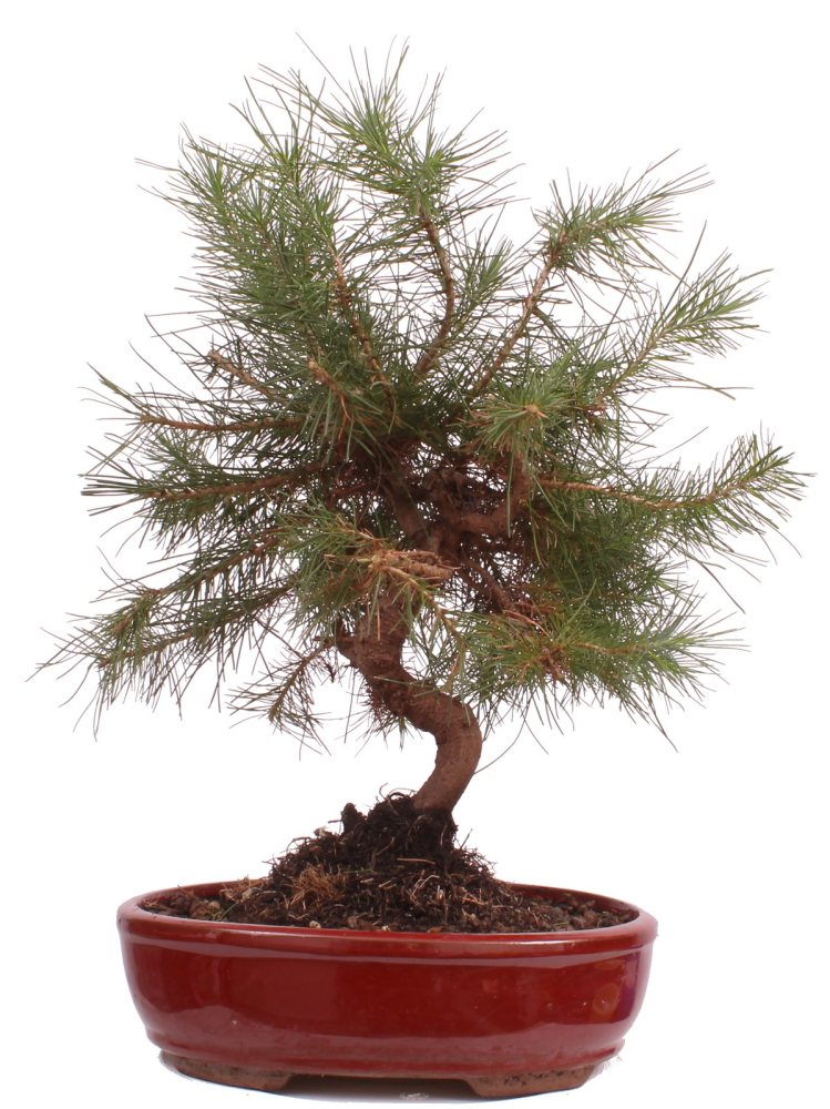 Bonsai - Pinus halepensis - Aleppo Kiefer 228/06