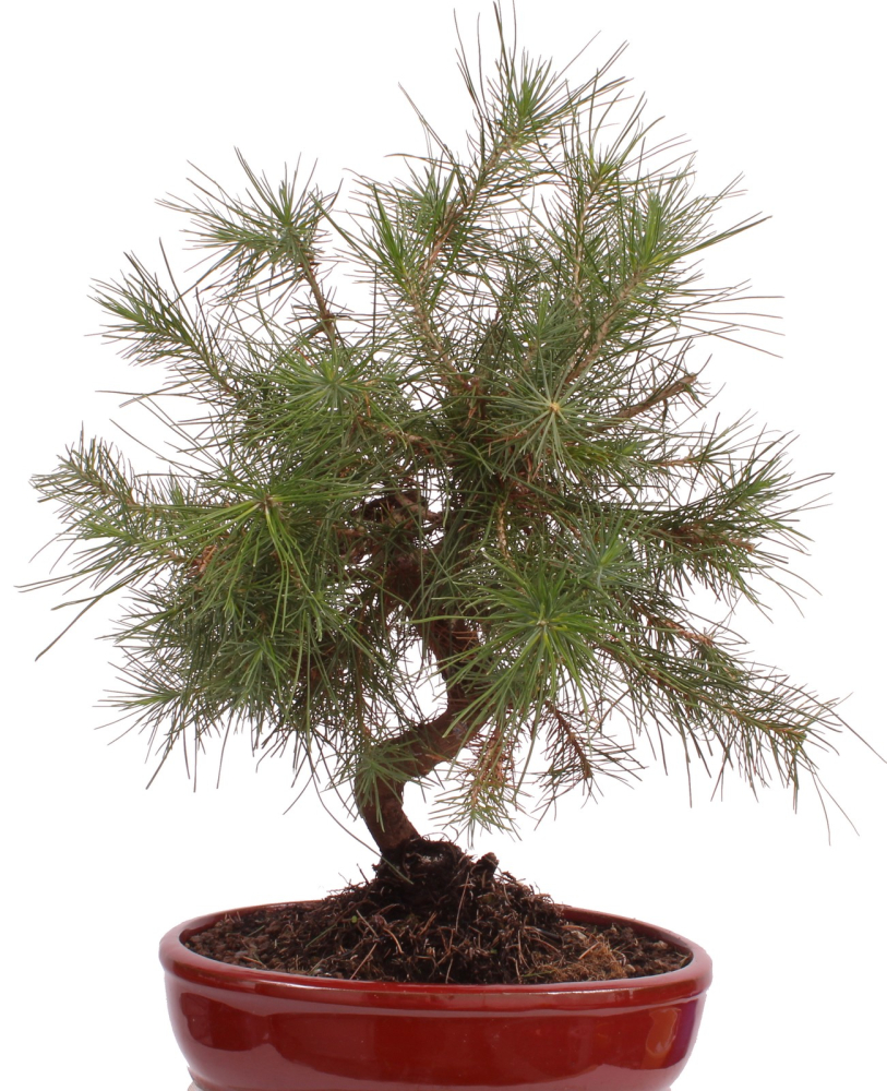 Bonsai - Pinus halepensis - Aleppo Kiefer 228/06