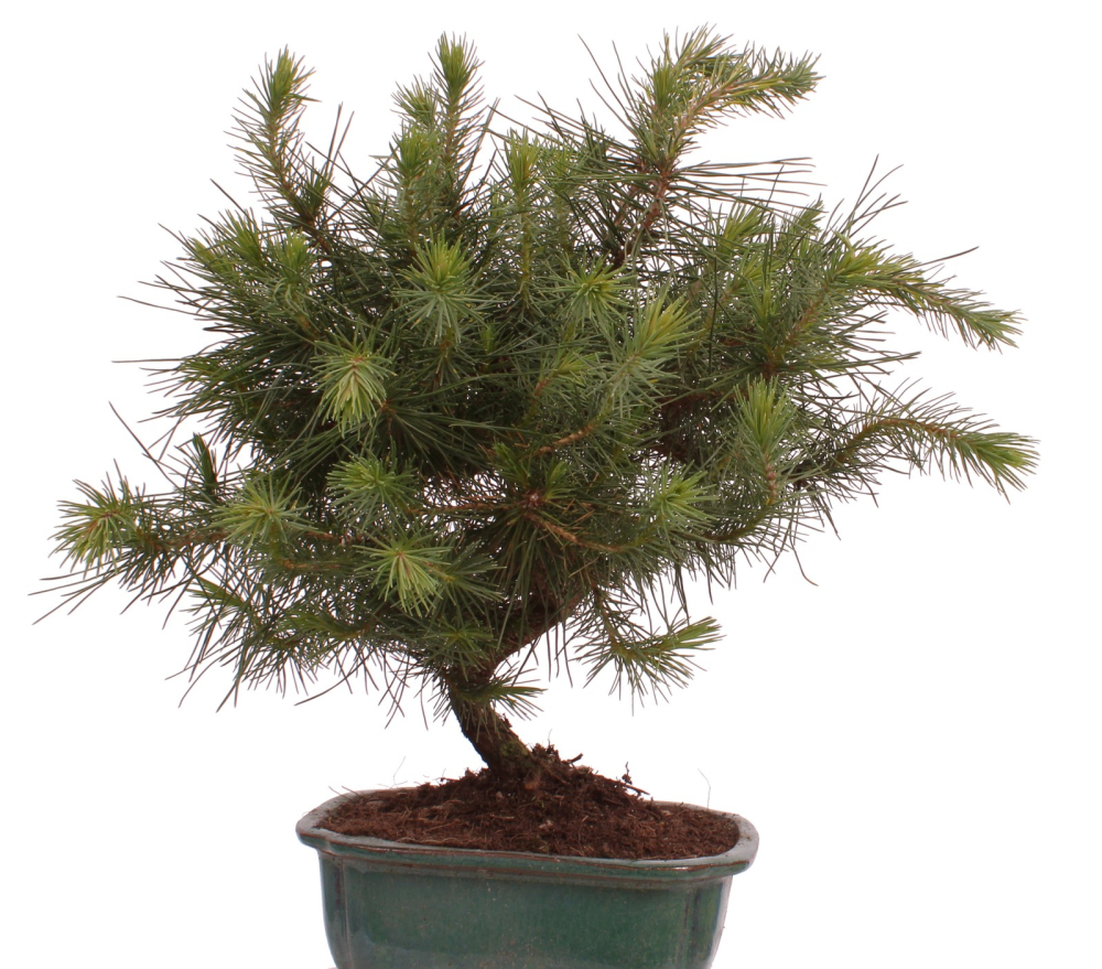 Bonsai - Pinus halepensis - Aleppo Kiefer 228/07