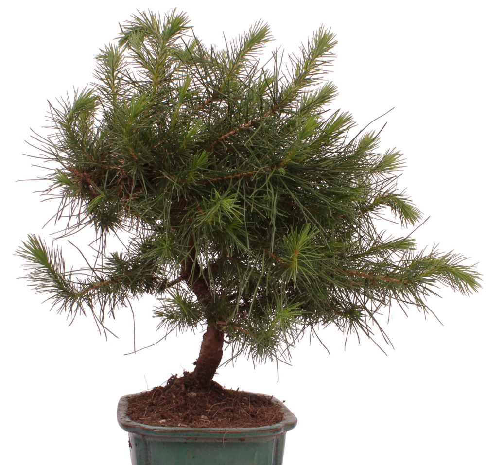 Bonsai - Pinus halepensis - Aleppo Kiefer 228/07