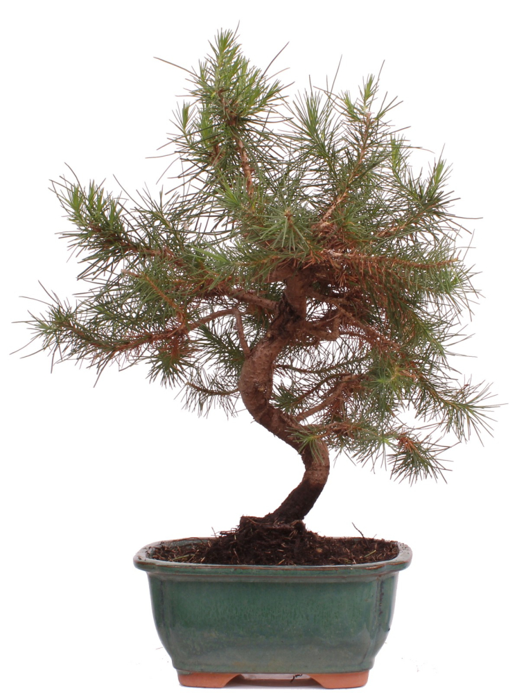 Bonsai - Pinus halepensis - Aleppo Kiefer 228/07
