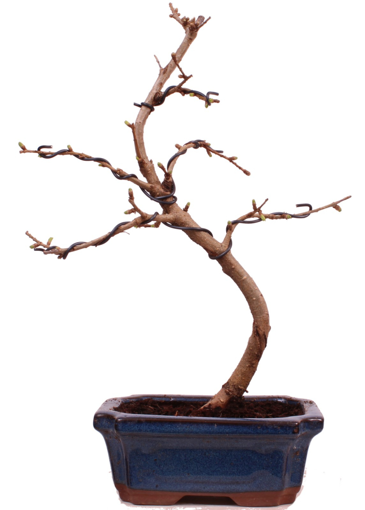 Bonsai - Pseudolarix amabilis Goldlärche  Outdoor 228/08