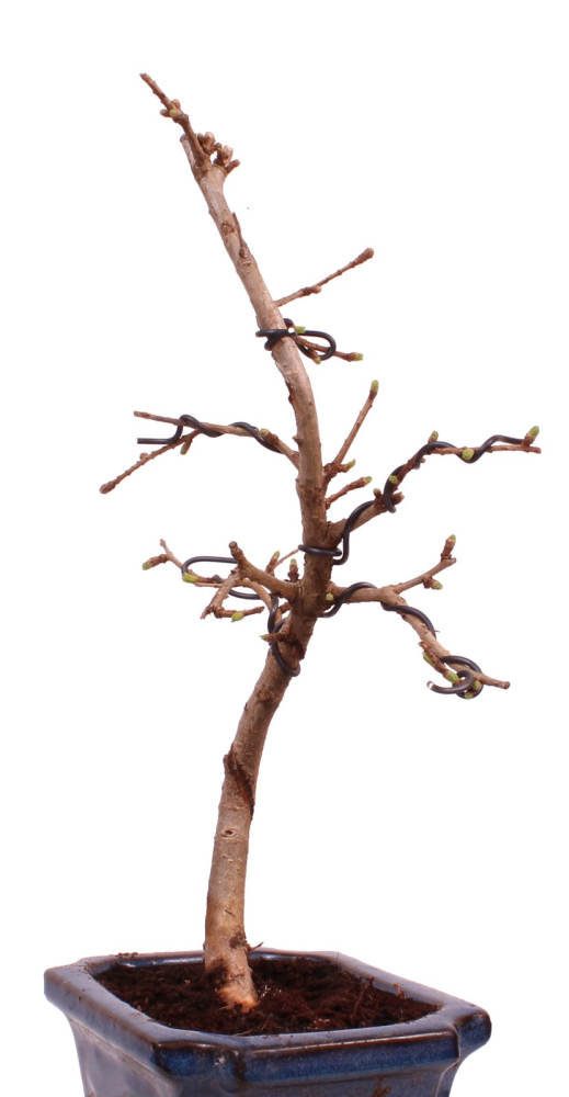 Bonsai - Pseudolarix amabilis Goldlärche  Outdoor 228/08