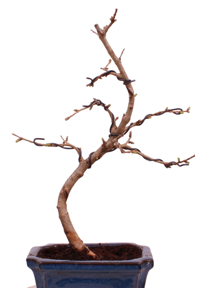 Bonsai - Pseudolarix amabilis Goldlärche  Outdoor 228/08