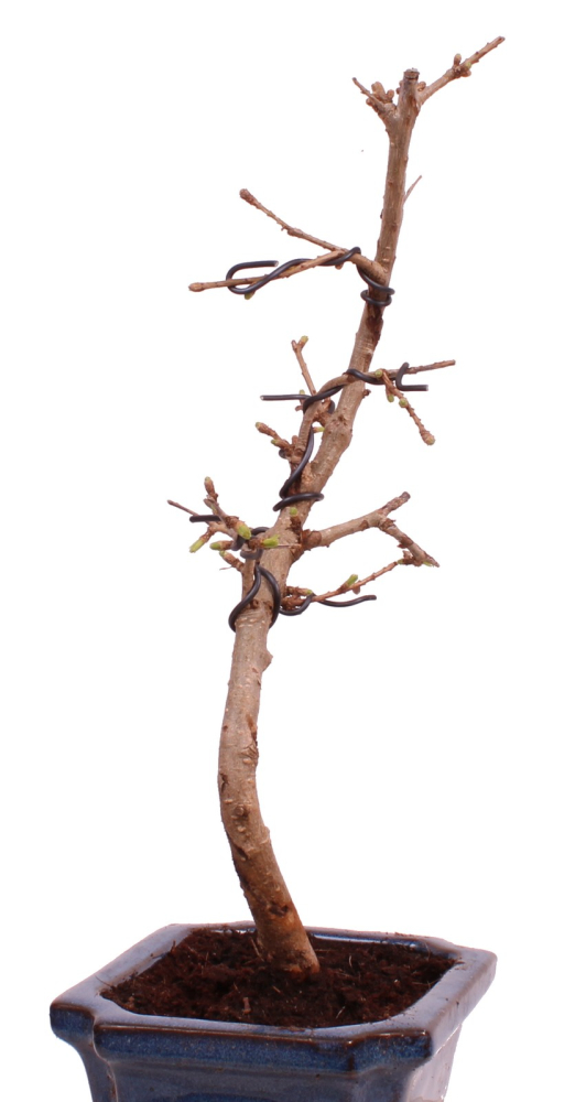 Bonsai - Pseudolarix amabilis Goldlärche  Outdoor 228/08