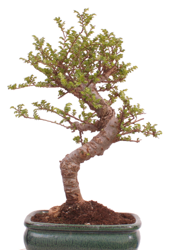 Bonsai - Ulmus parvifolia 'Seiju' - Chinesische Ulme - sehr kleine Blätter 228/10