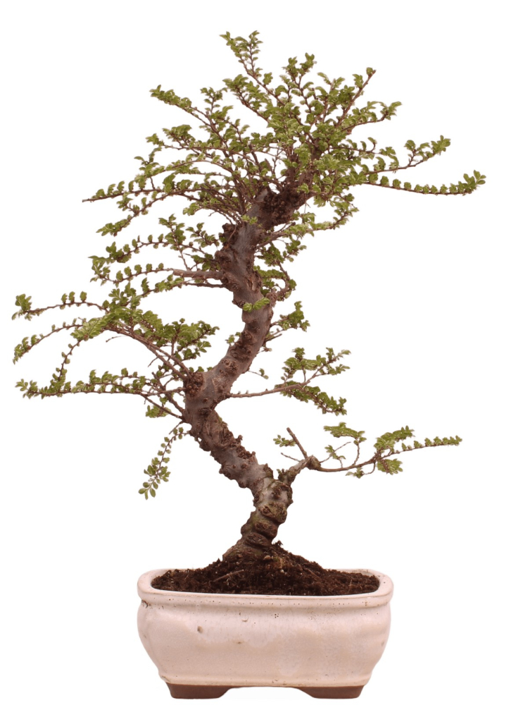 Bonsai - Ulmus parvifolia 'Seiju' - Chinesische Ulme - sehr kleine Blätter 228/11
