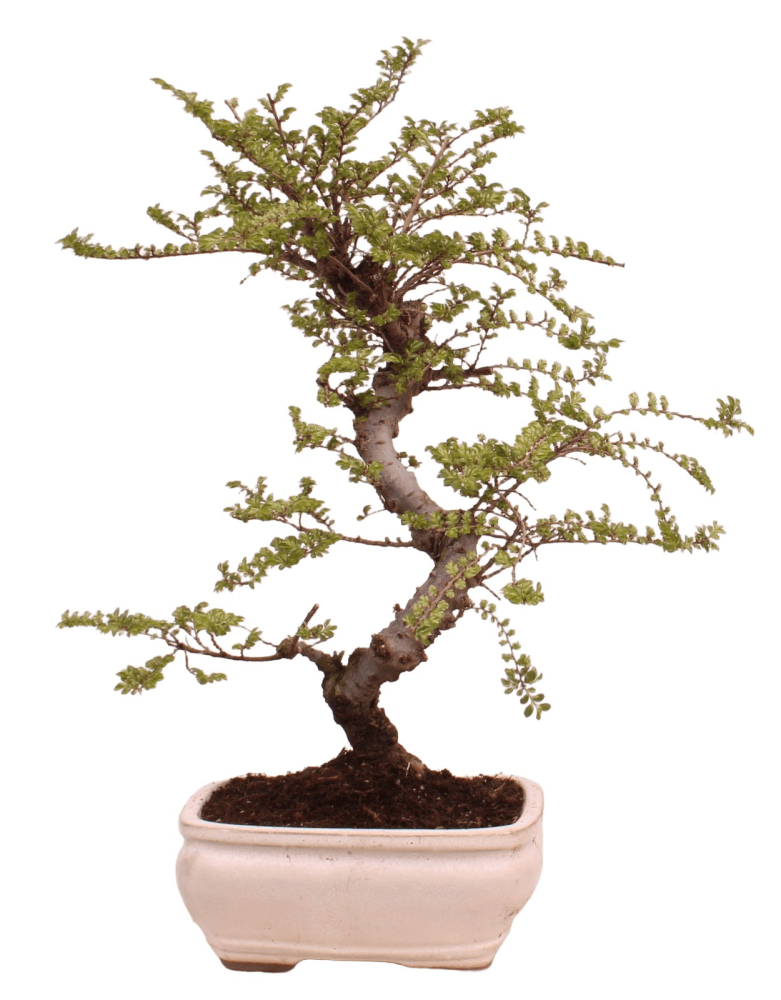 Bonsai - Ulmus parvifolia 'Seiju' - Chinesische Ulme - sehr kleine Blätter 228/11