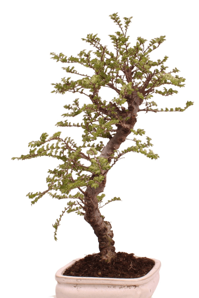 Bonsai - Ulmus parvifolia 'Seiju' - Chinesische Ulme - sehr kleine Blätter 228/11