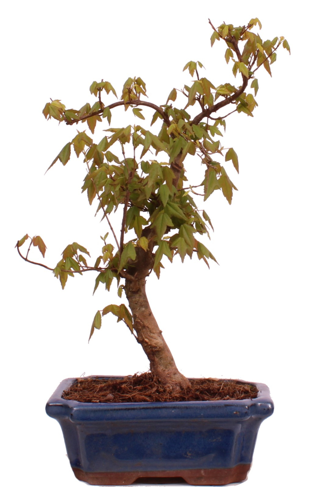 Bonsai - Acer buergerianum - Dreispitzahorn  228/12