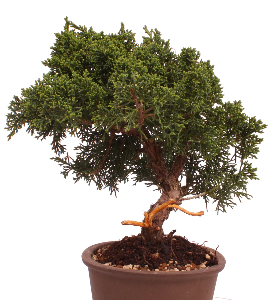Bonsai - Juniperus chinensis 'Kyushu', Chinesischer Wacholder 228/13