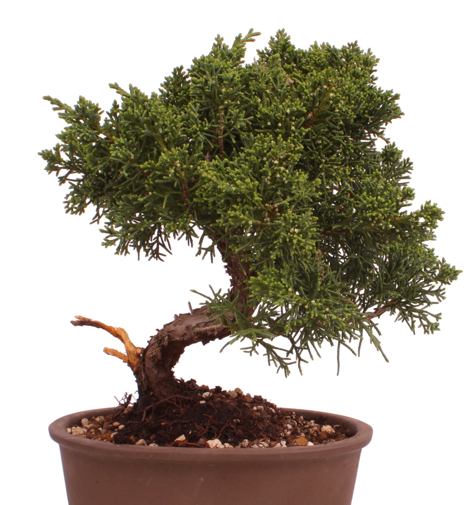 Bonsai - Juniperus chinensis 'Kyushu', Chinesischer Wacholder 228/13