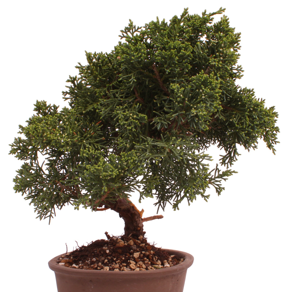 Bonsai - Juniperus chinensis 'Kyushu', Chinesischer Wacholder 228/13