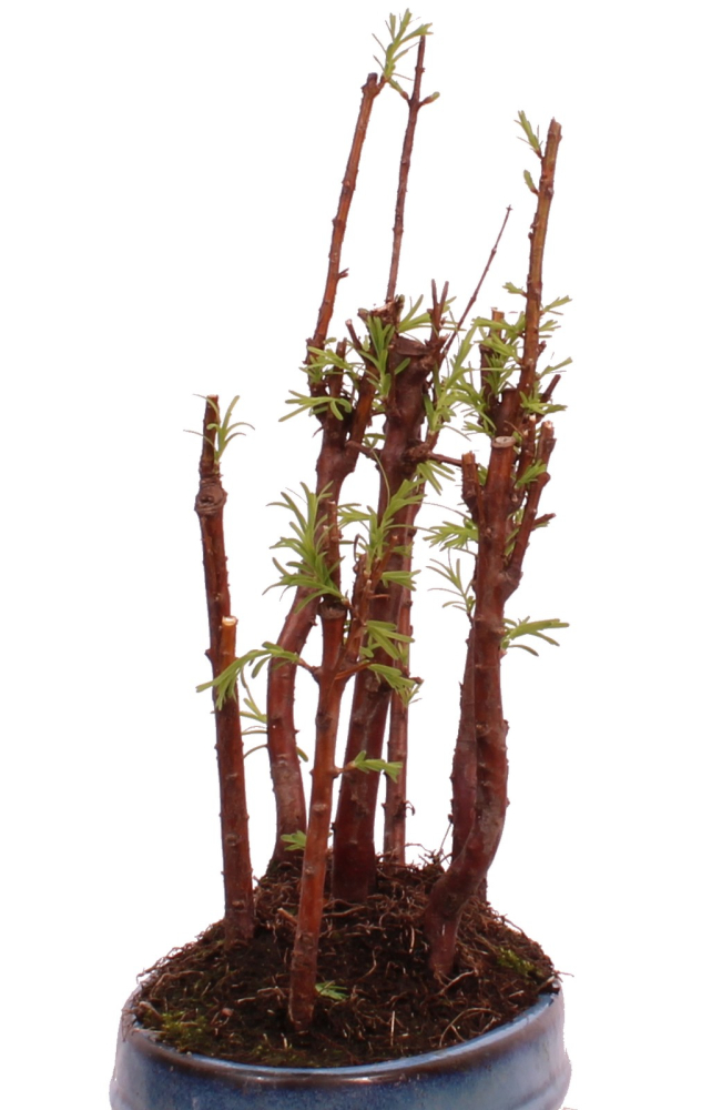 Bonsai - Metasequoia glyptostroboides Urweltmammutbaum Wald mit 7 Bäumen 228/17