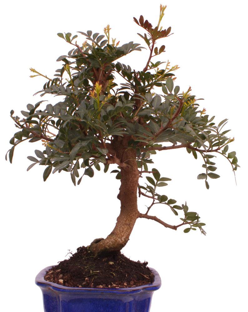 Bonsai - Pistacia lentiscus - Pistazie 228/18