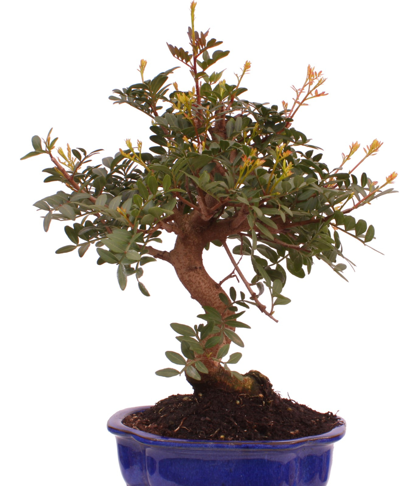 Bonsai - Pistacia lentiscus - Pistazie 228/18