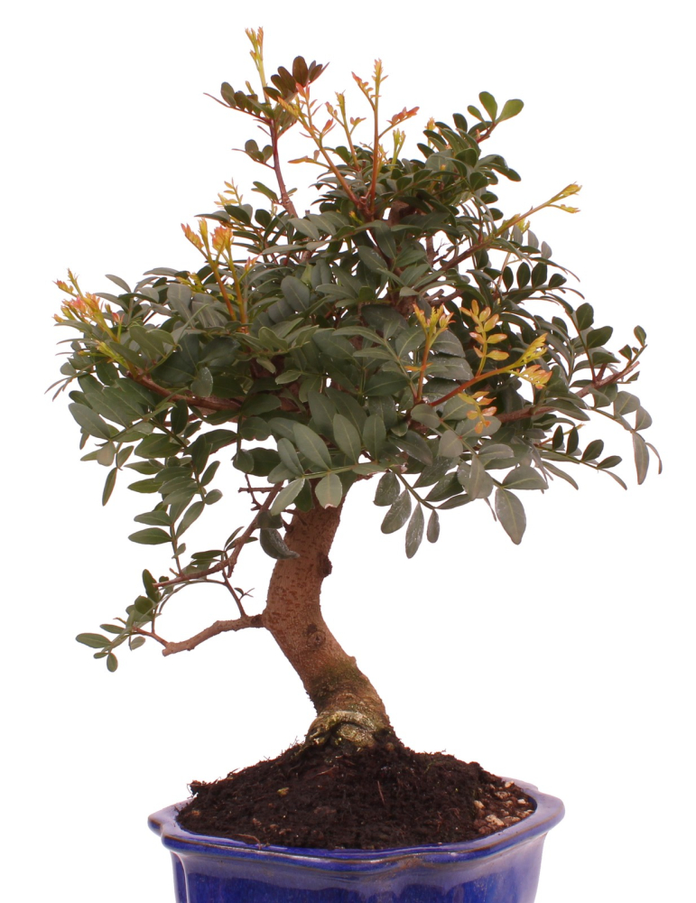 Bonsai - Pistacia lentiscus - Pistazie 228/18