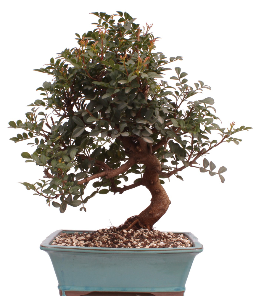 Bonsai - Pistacia lentiscus - Pistazie 228/19