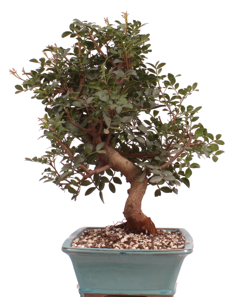 Bonsai - Pistacia lentiscus - Pistazie 228/19