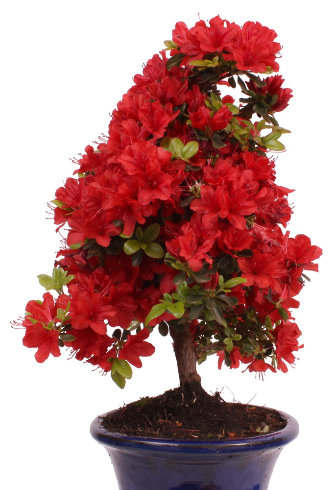 Bonsai - Japanische Satsuki Azalee - Rhododendron indicum 228/20