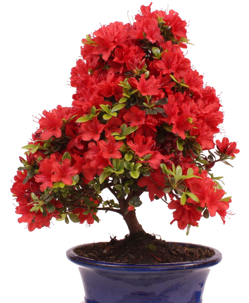 Bonsai - Japanische Satsuki Azalee - Rhododendron indicum 228/20