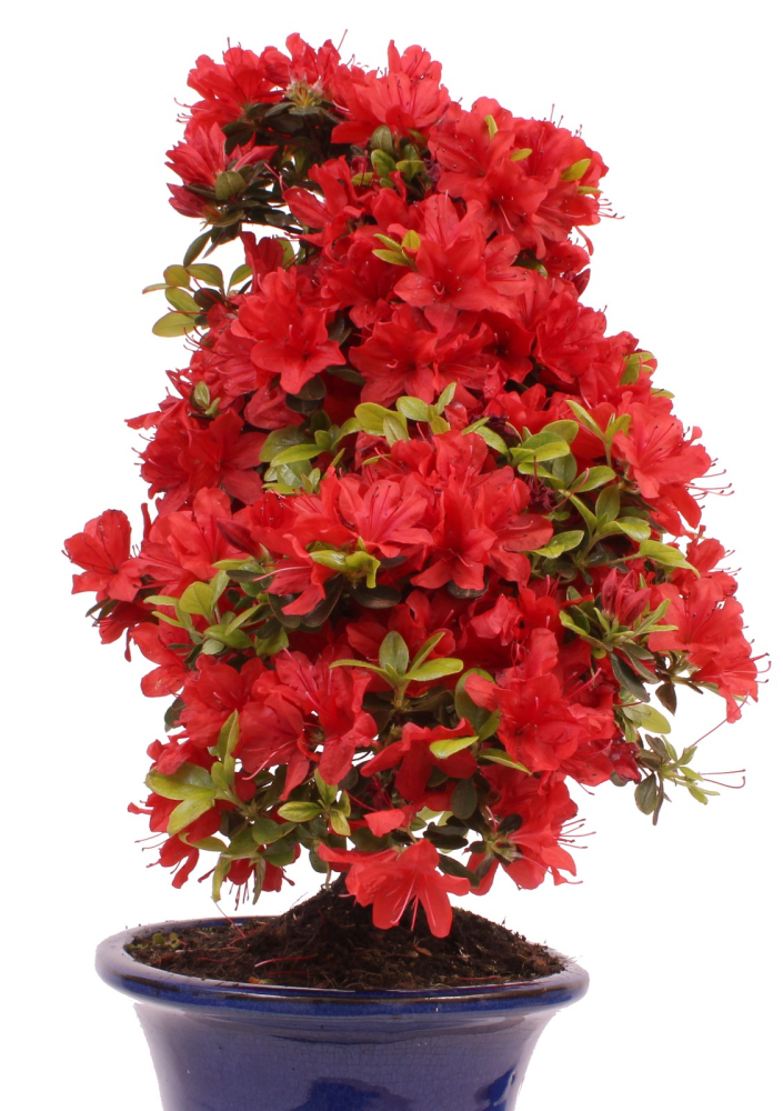 Bonsai - Japanische Satsuki Azalee - Rhododendron indicum 228/20
