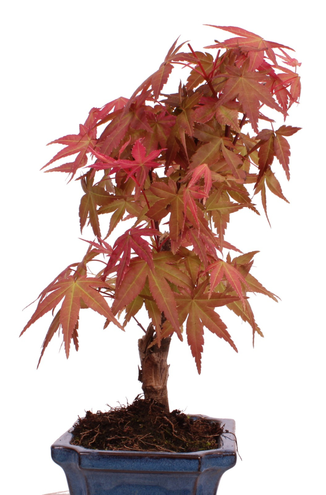 Bonsai - Acer palmatum Deshojo - roter Fächerahorn 228/22