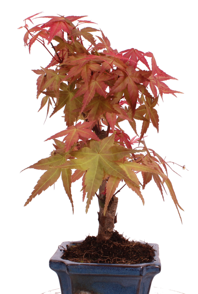 Bonsai - Acer palmatum Deshojo - roter Fächerahorn 228/22