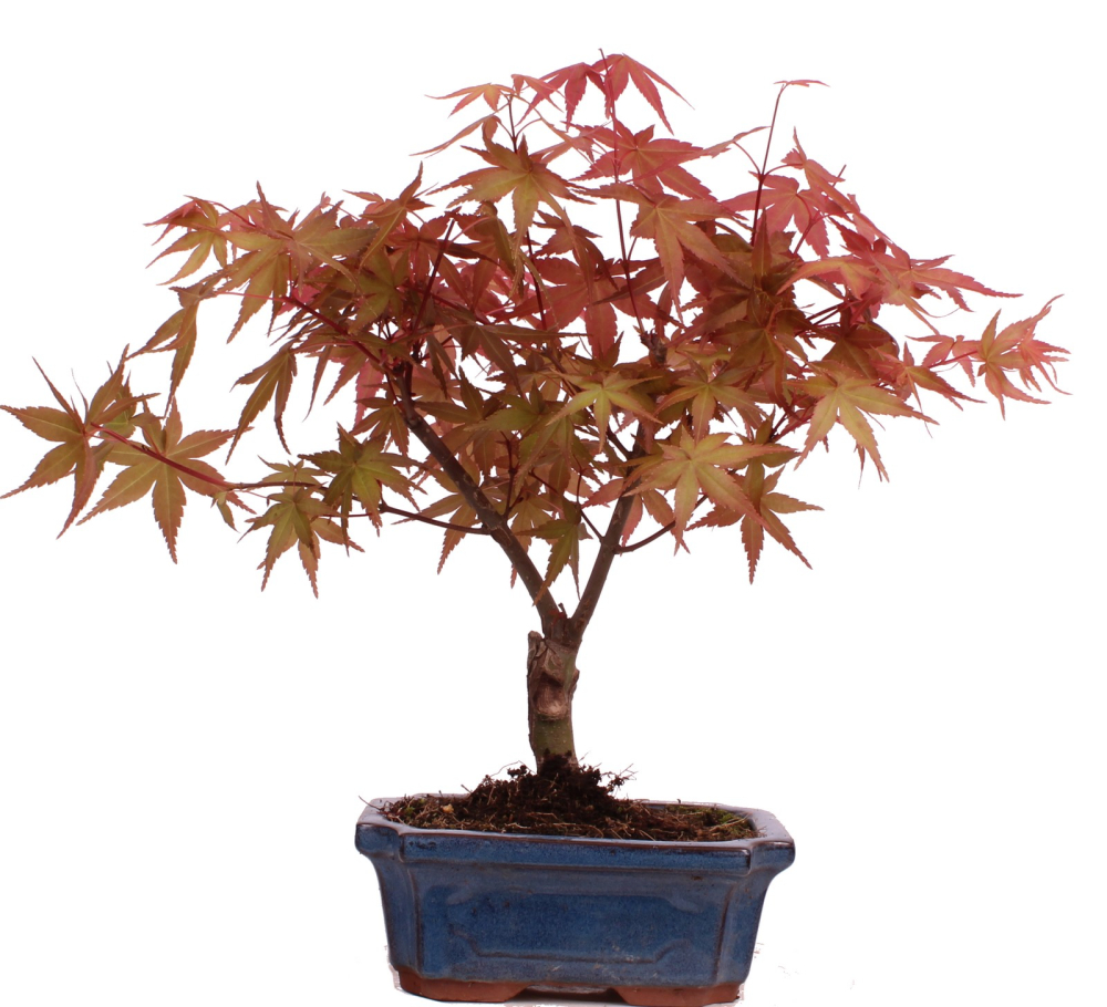 Bonsai - Acer palmatum Deshojo - roter Fächerahorn 228/23