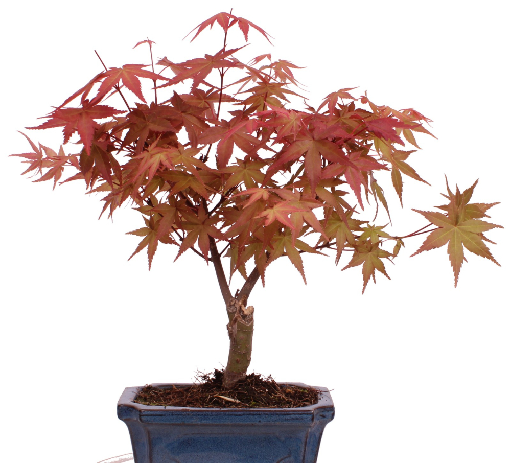 Bonsai - Acer palmatum Deshojo - roter Fächerahorn 228/23