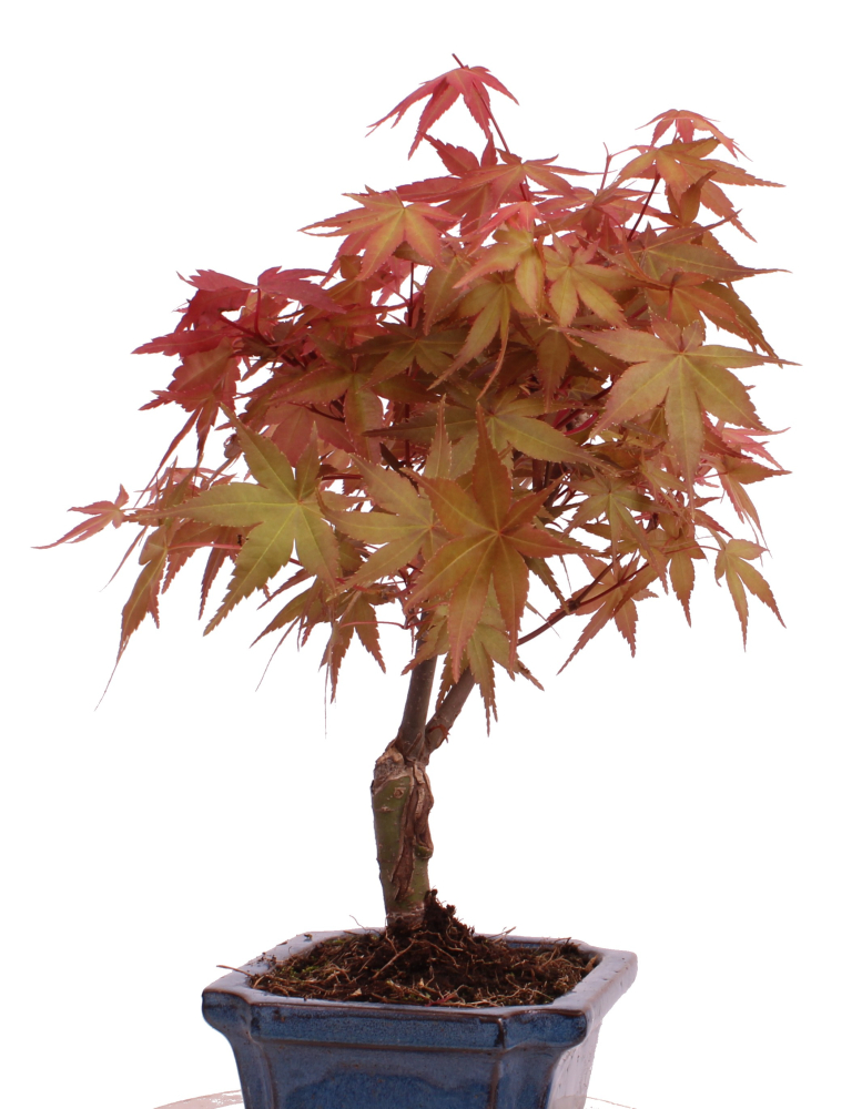 Bonsai - Acer palmatum Deshojo - roter Fächerahorn 228/23