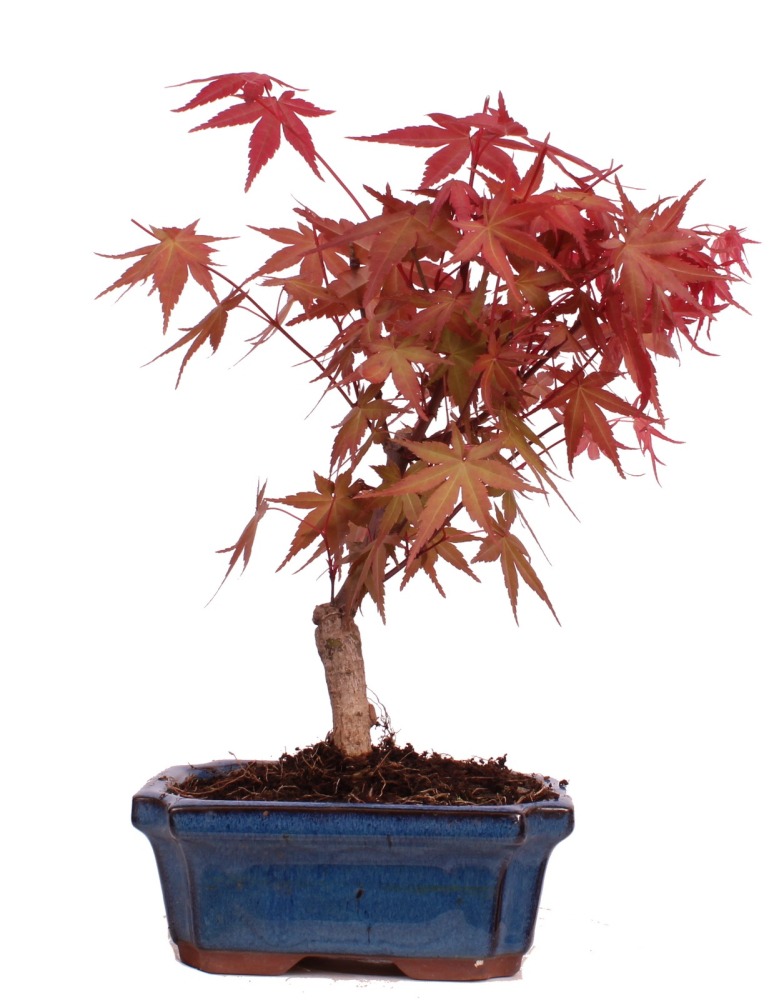 Bonsai - Acer palmatum Deshojo - roter Fächerahorn 228/24