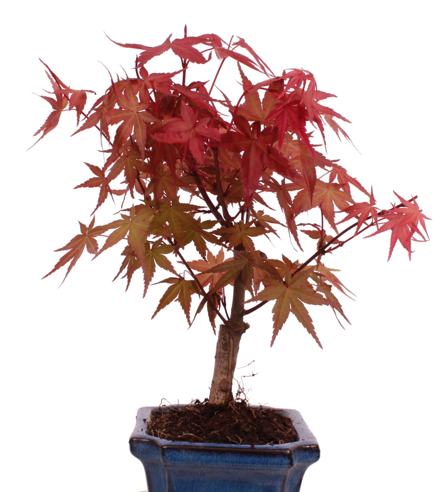 Bonsai - Acer palmatum Deshojo - roter Fächerahorn 228/24