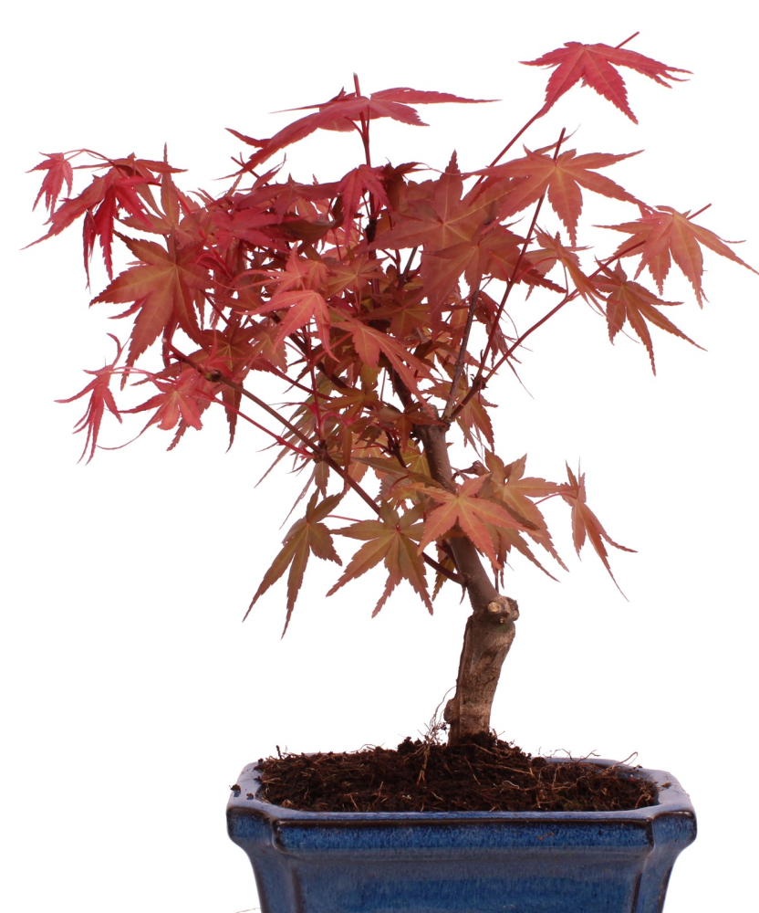 Bonsai - Acer palmatum Deshojo - roter Fächerahorn 228/24