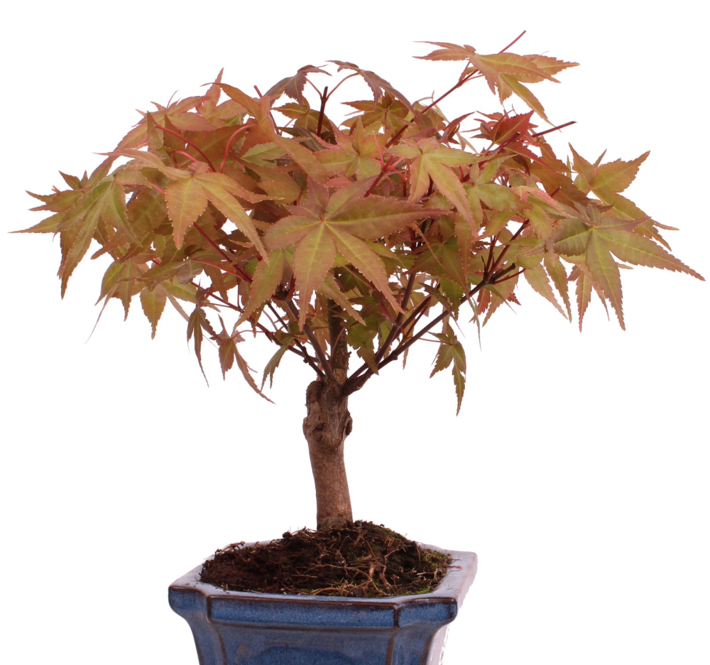 Bonsai - Acer palmatum Deshojo - roter Fächerahorn 228/25