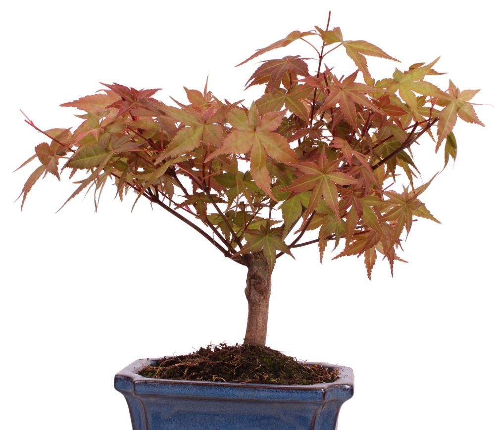 Bonsai - Acer palmatum Deshojo - roter Fächerahorn 228/25