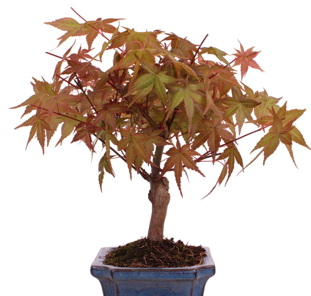 Bonsai - Acer palmatum Deshojo - roter Fächerahorn 228/25