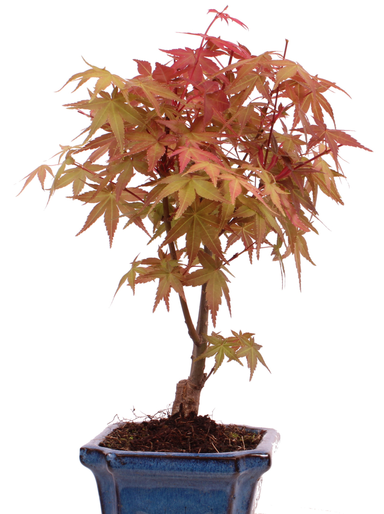 Bonsai - Acer palmatum Deshojo - roter Fächerahorn 228/26